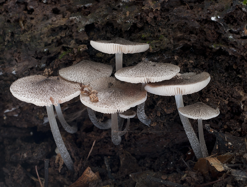 Pluteus hispidulus